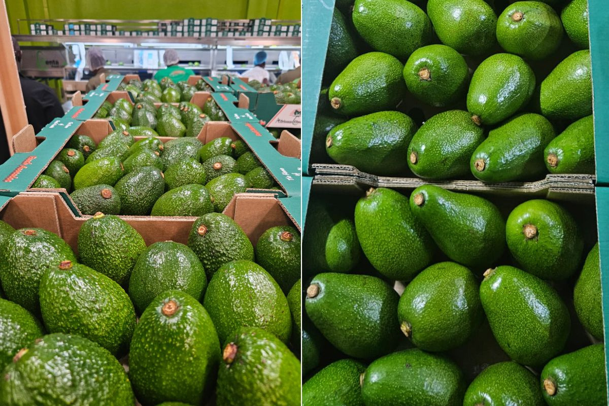 Avocado