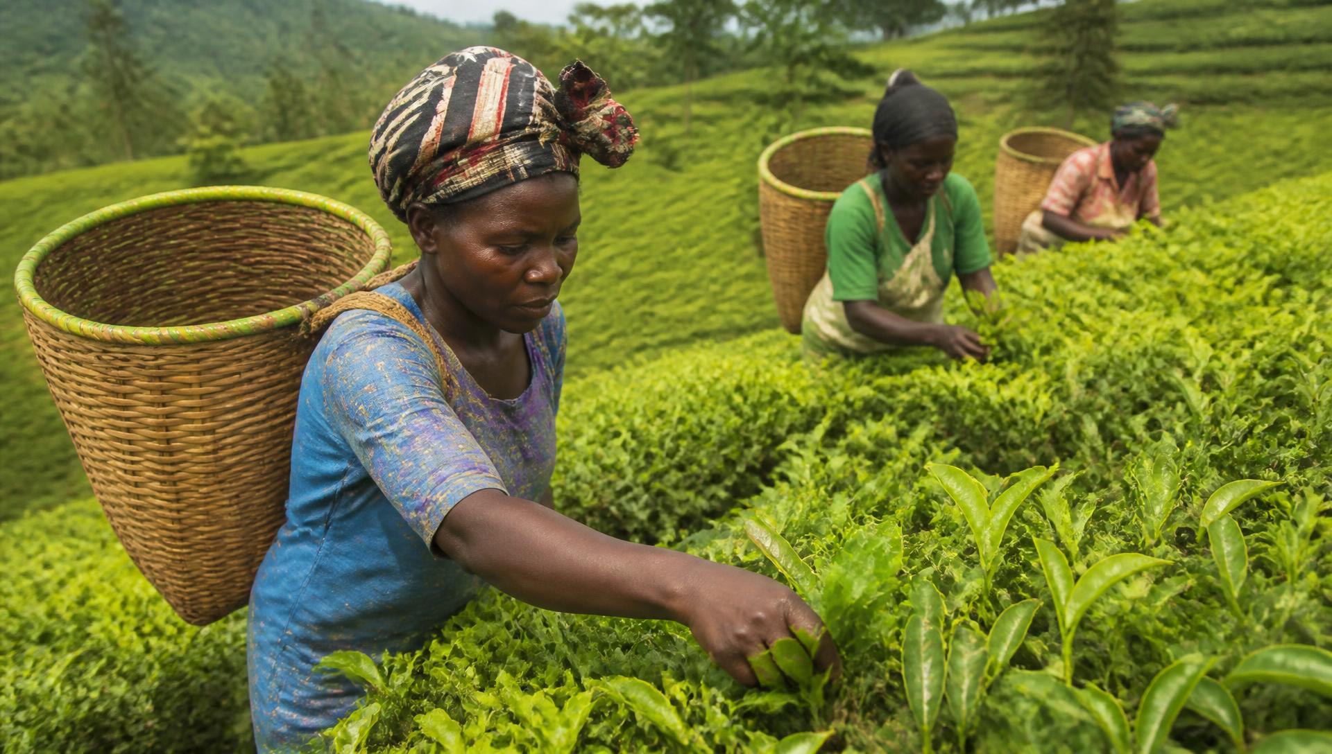 Women hand-picking tea leaves on a green plantation