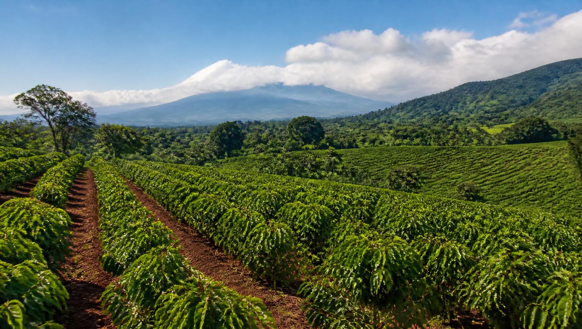 Rows of coffee trees across a red-soil plantation under a bright sky